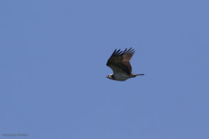 Falco pescatore - Pandion haliaetus