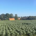 campagna, agricoltura, coltivazione