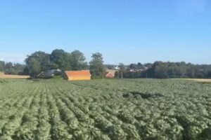 campagna, agricoltura, coltivazione