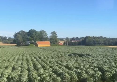 campagna, agricoltura, coltivazione