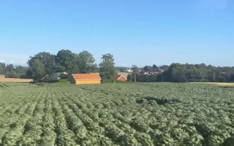 campagna, agricoltura, coltivazione