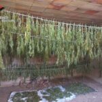 cannabis sequestrata a Gallina dai Carabinieri di Reggio Calabria