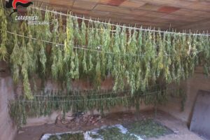 cannabis sequestrata a Gallina dai Carabinieri di Reggio Calabria