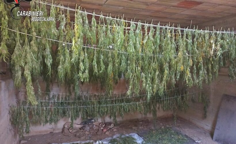 cannabis sequestrata a Gallina dai Carabinieri di Reggio Calabria